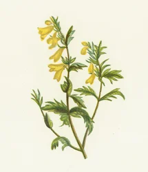 Wiesen-Wachtelweizen, Melampyrum Pratense